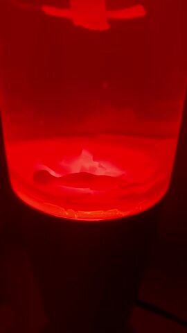 A lava lamp with a red light is shown up close. The lava at the bottom of the lamp begins to float upward in a cylindrical shape. The lava forms a sort of hourglass figure in the middle before expanding at the top. The lamp is sitting on a black base. There is music playing in the background.