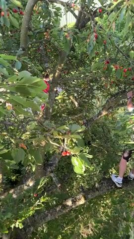 The video shows two people picking cherries from a cherry tree on a sunny day. The camera focuses on a cluster of ripe cherries hanging from a branch. In the background, a person in a red shirt is visible climbing the tree, and another person with shorts and white shoes is sitting on a branch. The trees are laden with cherries of varying ripeness, from light red to deep red. The leaves are green and lush. The overall environment appears to be an orchard or a garden.