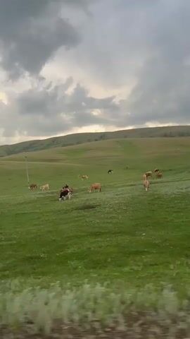 The video captures a pastoral scene with cows grazing in a vast, green, rolling pasture under a cloudy sky. Several cows are visible, some grazing peacefully, others standing or walking. The landscape is characterized by gentle hills and a wide expanse of grass. Power lines or telephone poles are sparsely dotted across the landscape. The foreground shows a roadside with some greenery and a road marker. The overall impression is one of rural tranquility and open space.