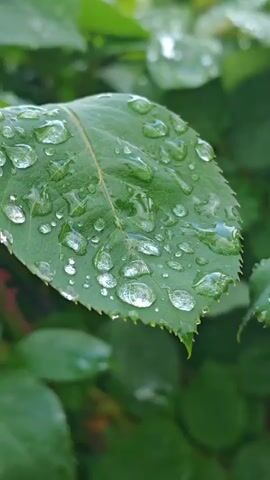 The camera focuses on green leaves dotted with clear water droplets. The leaves have a slightly serrated edge and a central vein. They appear to be part of a bush or plant. The background is blurred, suggesting a garden or outdoor setting.