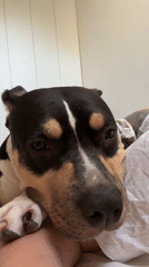 Dog with distinctive markings spotted resting on bed in Tel Aviv