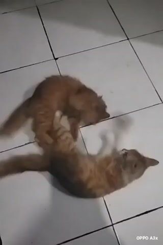 Two orange tabby cats are playing on a tiled floor. One cat is on its back, with its paws in the air, and the other cat is standing over it, with its paws touching the other cat's body. The cats are in the center of the frame. The floor is made of white tiles with black grout. The lighting is dim.