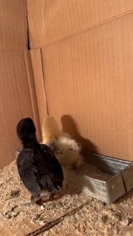 Two chicks, one black and one yellow with black markings, are in a cardboard box with wood shavings on the floor. A metal feeder filled with food is positioned between them. The black chick is on the left and the yellow chick is on the right. The black chick turns its head to look at the yellow chick.