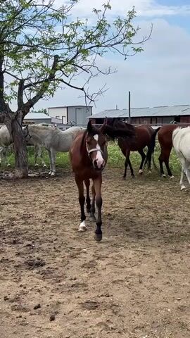 The video features a group of horses in an outdoor enclosure, likely a paddock or corral, in what appears to be a rural or semi-rural setting. The ground is dry, earthy dirt with some rough patches. In the foreground, a brown (bay) horse with a halter walks towards the camera, then turns and walks away to the right. Following this, a white or grey horse with a halter stands still, facing the camera. Several other horses, both brown and white/grey, are visible in the background, mostly standing or moving slowly.

To the left of the frame, there is a tree with some bare branches and some foliage, providing a natural element to the scene. In the background, several farm-like buildings, possibly barns or sheds, with metal roofs are visible under a partly cloudy sky. The lighting suggests it is daytime, likely morning or afternoon. The horses appear calm and unperturbed. There is no visible text in the video. This scene is consistent with a horse farm or equestrian facility in a location like Ivan Vazovo, Bulgaria.