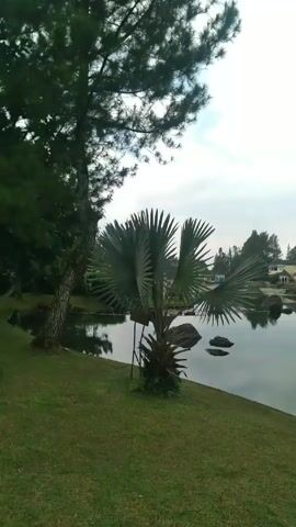 Here is a concise description of the video:

The video presents a serene landscape featuring a calm lake reflecting the surrounding scenery.  The foreground showcases a well-maintained grassy bank adorned with a small fan palm and a tall pine tree. The camera pans to the right, revealing additional greenery and trees framing the water. 

On the opposite bank, there are buildings which appear to be villas or resort accommodations.  The lake itself has a few rocks breaking the surface and a patch of water lilies with pink blooms. The sky is overcast, contributing to the peaceful and somewhat muted tones of the scene.