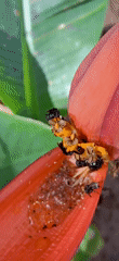 Backyard nature in Vallecito: insects, tropical plants, and shifting skies