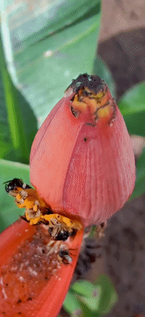 Backyard nature in Vallecito: insects, tropical plants, and shifting skies