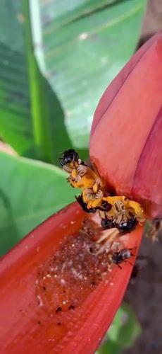 Backyard nature in Vallecito: insects, tropical plants, and shifting skies