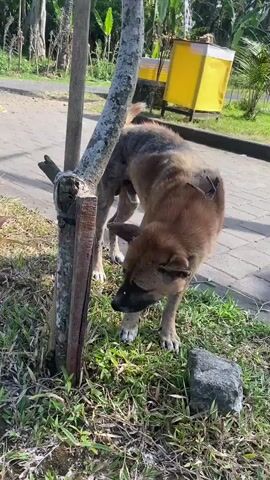A medium-sized dog with brown and black fur is sniffing at the base of a tree. The dog is standing on grass, with a paved path visible in the background. A wooden stake is attached to the tree. The dog appears to be alone and is not interacting with anyone. The environment is outdoors and appears to be a park or natural area.
