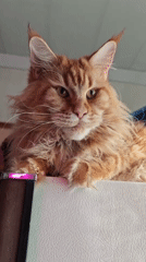 Maine Coon cats spotted lounging in kitchen areas