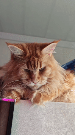 Maine Coon cats spotted lounging in kitchen areas
