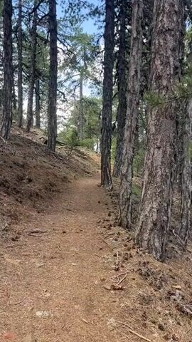 A dirt path winds through a dense forest. Tall, slender pine trees with rough, gray bark line both sides of the path. The ground is covered in a thick layer of fallen pine needles and cones. The path appears to be slightly uphill and curves to the left. Sunlight filters through the canopy, creating dappled patterns on the ground. The sky is visible through the trees and appears to be a light blue with some white clouds. The overall impression is a serene and natural forest environment.