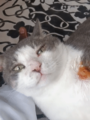 Cat receives medical treatment for neck wound in Nairobi