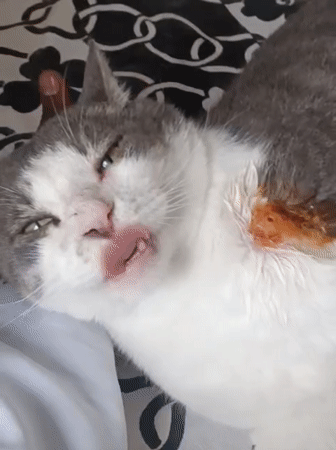 Cat receives medical treatment for neck wound in Nairobi