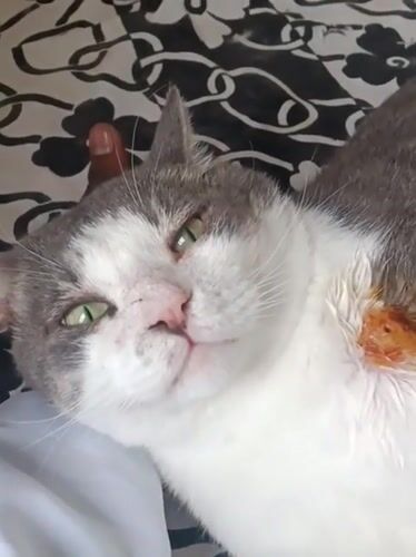 Cat receives medical treatment for neck wound in Nairobi