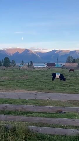 A static outdoor shot captures a pastoral scene under a clear blue sky with a crescent moon visible. In the foreground, a weathered wooden fence separates a grassy field from the viewer. Two cows graze in the field; one is black and white and closer to the fence, while another, entirely brown, is further away. Beyond the field, a body of water is visible, with a small village nestled on its shore. In the background, a range of mountains, tinged with pink by the sun, forms a majestic backdrop. The lighting suggests either early morning or late evening.