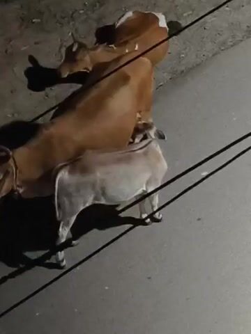 The video shows two cows, one light brown and the other a darker brown with white markings, standing on a paved surface. The darker brown cow is positioned behind and on top of the lighter brown cow. The cows appear to be engaged in mating behavior. The background is dimly lit, suggesting the video was taken at night or in low-light conditions. There are power lines visible crossing the frame.