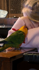 Residents photograph moments with colorful parrot in Khimki