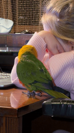 Residents photograph moments with colorful parrot in Khimki