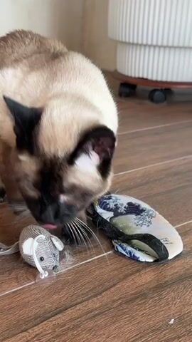 A Siamese cat is sitting on a wooden floor next to a small stuffed mouse toy and a sleep mask. The cat is looking down at the mouse and licking its lips. In the background, there is a white ribbed object on wheels.