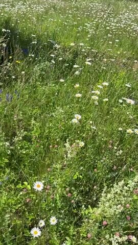 A field of wildflowers, primarily daisies and blue wildflowers, is shown from a slightly elevated perspective, panning to the right. The sun is bright, casting shadows and highlighting the vibrant green of the foliage. The flowers are densely packed, with some taller grasses interspersed amongst them. A few small insects, possibly butterflies, are visible flitting amongst the blossoms. The overall impression is one of a lush and natural meadow.