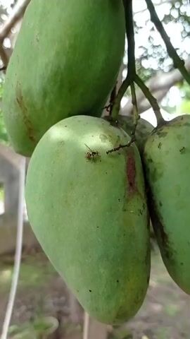 A close-up, vertical, low-angle shot focuses on a cluster of unripe green mangoes hanging from a tree. One mango dominates the foreground, its smooth, oval shape filling the center of the frame. Its skin is a vibrant green with faint reddish-brown streaks and speckles, and a small insect, possibly an ant, is visible on its surface near the stem. Another mango is positioned above and to the left, partially out of focus. To the right, another mango is visible, also partially out of focus. The background is blurred, showing the branches and leaves of the tree, as well as hints of a light-colored structure and greenery. The lighting appears natural and diffused, suggesting an outdoor setting, possibly during the day. The camera movement is minimal, consisting of slight shifts in focus or framing.
