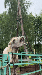 Morning visit to Vereshchagino animal park documented by witness