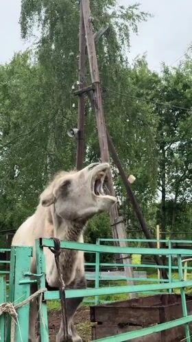 Morning visit to Vereshchagino animal park documented by witness
