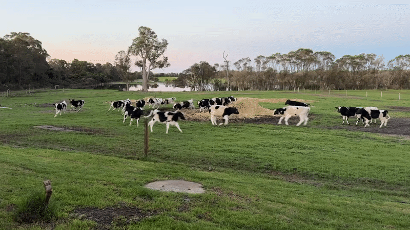 Cattle herd moving across a field at golden hour