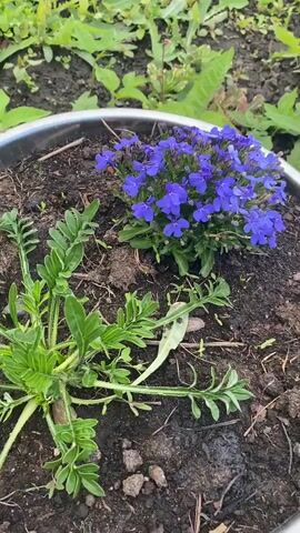 The video shows a silver pot filled with dirt, in which are planted a blue flower and a green, leafy plant. The blue flower is small and bushy. The green, leafy plant has long, finger-like leaves. The pot is sitting in a garden, and other plants and soil are visible in the background. The camera is static.