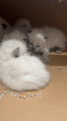 Young kittens found in cardboard box in Ceraso, Italy