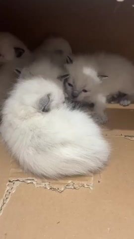 The video shows a small group of white kittens huddled together inside a cardboard box. One kitten is curled up, seemingly asleep, while another stands and looks directly at the camera. The box is brown and appears to be used. The kittens seem to be Ragdolls or a similar breed known for their light fur and blue eyes. One kitten meows softly at the end of the video.