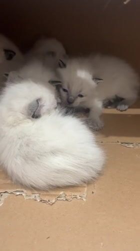 Young kittens found in cardboard box in Ceraso, Italy
