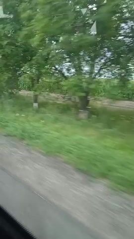 The video shows a view from a moving vehicle, likely a car or bus, looking out the side window. The scenery is predominantly rural, with fields and trees visible. In the first few seconds, lush green trees line a dirt road. Then, the view shifts to a vast cornfield stretching across the landscape under a cloudy sky. Small white signs are interspersed within the cornfield. The vehicle continues to move, and the scene briefly returns to a wooded area with trees and grass before the video ends. The footage is slightly blurry due to the movement.