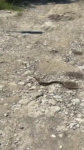 The video captures a medium-sized, brown snake slowly traversing a rough, unpaved path. The ground is covered with a mix of dirt and various sizes of rocks and pebbles. Patches of green grass are visible on the left side of the frame, suggesting an outdoor, possibly rural or wild setting. Bright sunlight illuminates the scene, casting long shadows, including one that appears to be from an unseen person's legs in the upper left corner.

The snake moves steadily from the left side of the frame towards the right, undulating its body as it glides over the uneven terrain. Throughout the video, individuals speaking Russian can be heard. One voice says, "К счастью, к большому счастью" (Fortunately, to great happiness/fortunately), possibly expressing relief or happiness about the situation or the snake's presence. Another voice then cautions, "Близко не подходи только" (Just don't get close), indicating a need for careful observation and maintaining distance from the snake. No visible text is present in the video. The location context provided is Shirokaya Schel, Russia.