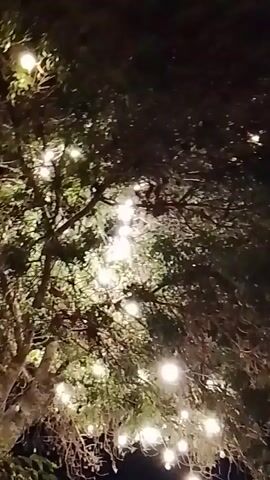 The video captures a low-angle shot looking up through the branches of a tree at night. Numerous string lights, emitting a warm, white glow, are intertwined with the foliage and branches, illuminating the scene. The lights are spaced irregularly, creating a festive and magical atmosphere. The leaves of the tree are dense, and the background is dark, suggesting it is nighttime. The camera appears to be panning slightly or the videographer is moving, causing a subtle motion blur, particularly in the earlier frames, which then stabilizes. The overall impression is of an outdoor space adorned with decorative lighting for an event or ambiance.