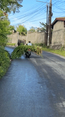Motorcycle carries large foliage bundle on wet Kuta road