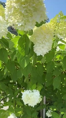 The video shows a close-up of white and pale green hydrangea flowers in bloom on a sunny day. The flowers are large and cone-shaped, with many small petals. The leaves of the hydrangea bush are dark green and glossy. In the background, there are trees and a blue sky. The camera pans slowly across the flowers, capturing their delicate beauty. The video is short and peaceful, with no sound.