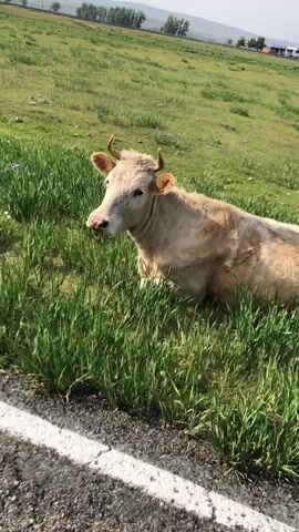 A light-colored cow lies on its side in lush green grass next to a paved road. The cow faces left, with its head slightly raised and turned towards the camera. Its eyes are open, and its mouth is closed. Small horns curve upward from its head. The road in the foreground has a white stripe along its edge. In the background, a gently sloping green hill stretches to the horizon, dotted with trees and a few distant buildings under a bright, hazy sky. The lighting suggests it is daytime, possibly late morning or early afternoon.