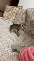 Tabby kitten captured in domestic moment in Radilovo, Bulgaria