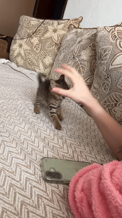 Tabby kitten captured in domestic moment in Radilovo, Bulgaria