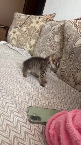 Tabby kitten captured in domestic moment in Radilovo, Bulgaria