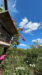 Spring garden blooms captured in Lisky, Ukraine