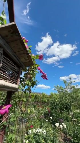 Spring garden blooms captured in Lisky, Ukraine