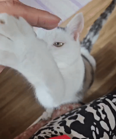 White cat lounging and playing at home in Bispgården