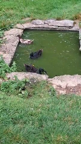 A video shows four ducks in a murky green pond surrounded by rocks and grass. One duck is mostly white with brown markings and is swimming near the edge. Two black ducks are in the center of the pond, one appears to be dipping its head under the water. A third black duck is at the edge of the pond, with its head and neck submerged in the water. The pond is shallow, and the bottom is visible in some areas. The ducks are in a natural outdoor setting.