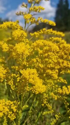 A close-up, low-angle shot focuses on a tall, flowering plant with numerous small yellow blossoms. The plant is swaying gently in what appears to be a field or meadow. The background is softly blurred, showing hints of green foliage and a bright blue sky with scattered white clouds. The lighting suggests a sunny day. There are no people or animals visible in the frame. The overall impression is one of nature and outdoor scenery.
