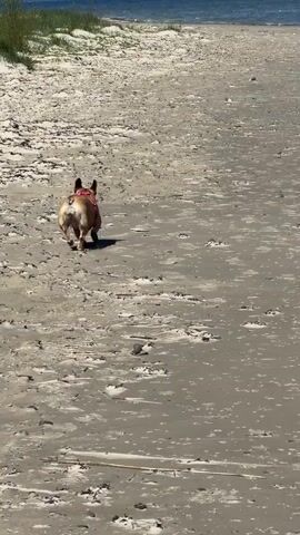 The video shows a sandy beach with a French Bulldog running away from the camera towards the water.  The dog has a reddish harness on. Another dog runs up and briefly interacts with the French Bulldog. The beach has patches of seaweed and shells. In the background, there are some grassy dunes and the ocean. The sky is partly cloudy.