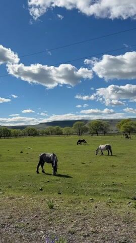 The video shows a wide shot of a green meadow on a sunny day with several horses grazing. The sky is blue with scattered white clouds. In the foreground, three horses are visible: one gray horse in the lower left, one white horse to the right of it, and another horse further back and to the left. In the background, a line of trees stretches across the field with a plateau-like hill in the far distance. The field is a bright green with patches of darker grass and some visible rocks or stones. An electrical wire is strung across the sky in the upper portion of the frame. The camera is still.