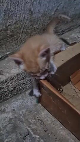 An orange kitten is shown in the video. The kitten is lying on its side with its head bent over a brown cardboard box. The kitten appears to be attempting to bite or chew on the edge of the box. The background of the video consists of a textured gray concrete wall and a rough gray floor.